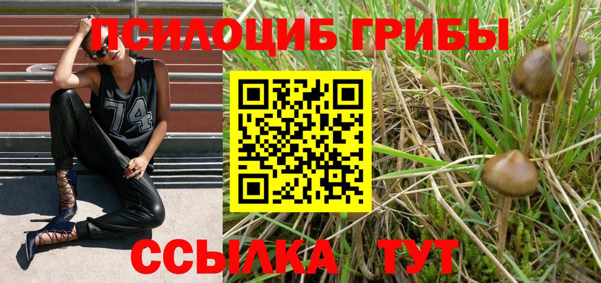 Галлюциногенные грибы Psilocybine cubensis Кашира